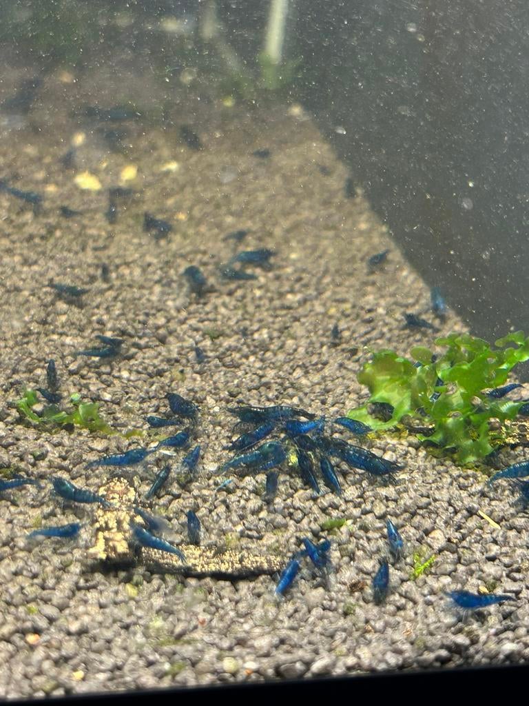 Blue dream high grade neocaridina garnalen, Kreeft, Krab of Garnaal, Zoetwatervis, Schoolvis
