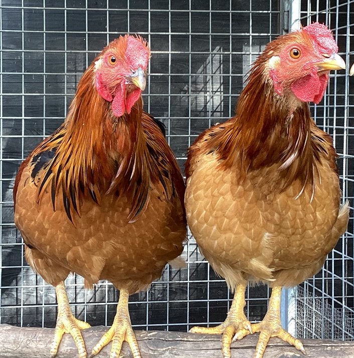 Jonge Wyandotte krielhanen– Buff Zwartcolumbia, Dieren en Toebehoren, Mannelijk, Kip