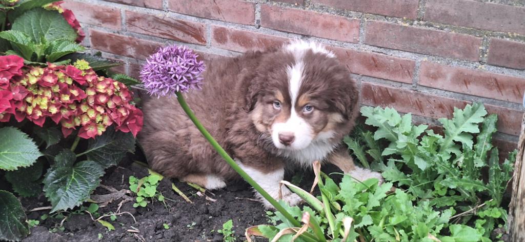 Australian Shepherd x Berner Sennen x Golden retriever pups, Dieren en Toebehoren, Honden | Herdershonden en Veedrijvers, Nederland