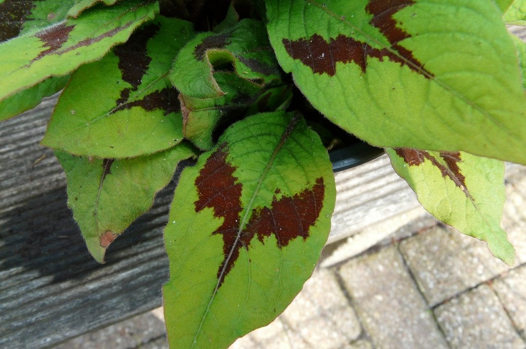Persicaria virginiana, Volle zon, Vaste plant, Herfst, Ophalen