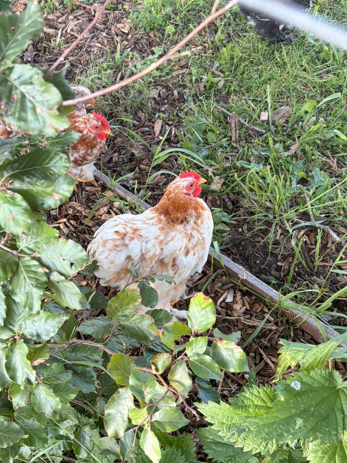 Cochinkriel haantje roodwit, Dieren en Toebehoren, Mannelijk, Kip