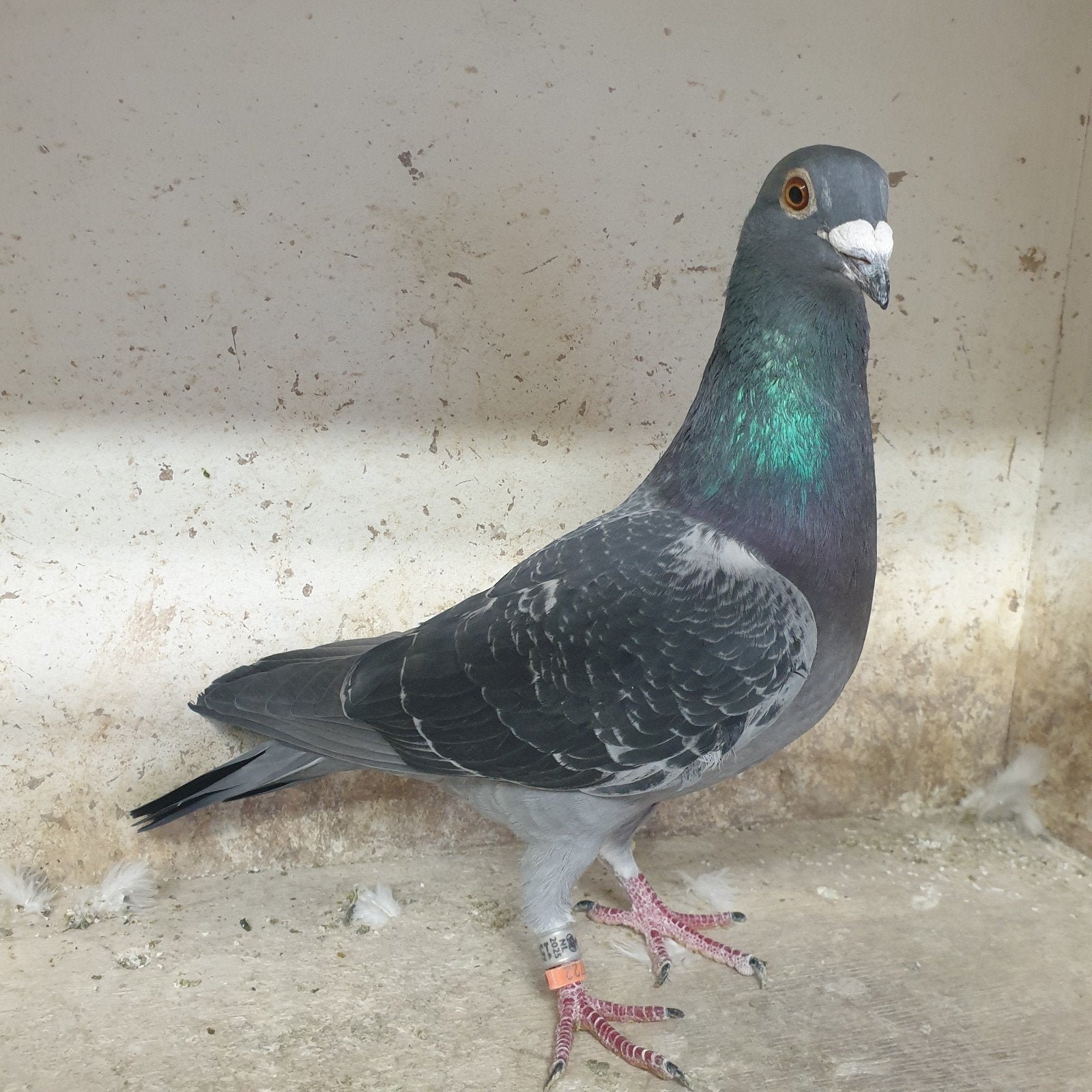 POSTDUIVEN PRACHT KWEEK DOFFER UIT SUPER BLOED LIJNEN !, Dieren en Toebehoren, Mannelijk, Postduif