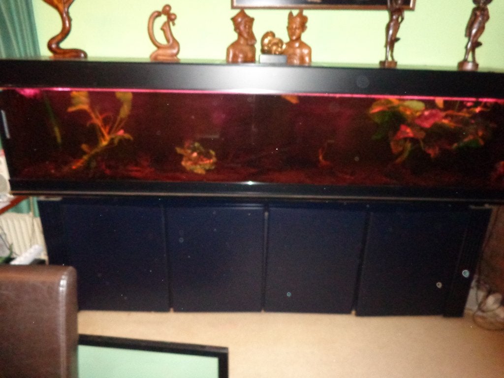 gratis af te halen aquarium 250x 50x55, Dieren en Toebehoren, Ophalen, Gebruikt, Overige merken, Leeg aquarium