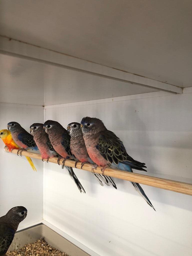 Gevraagd div kooi en volière volgens, Meerdere dieren, Parkiet