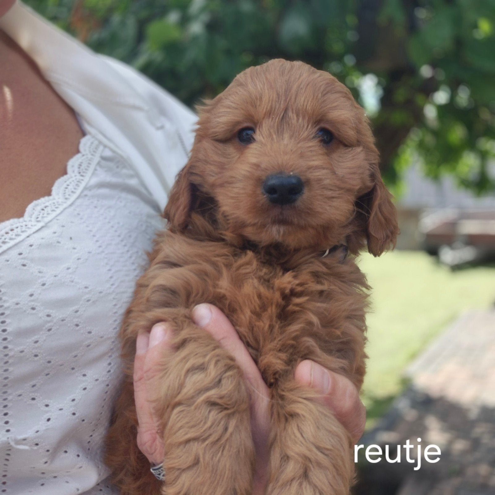 Cockapoo pups mogen nest verlaten🐶, Dieren en Toebehoren, Honden | Retrievers, Spaniëls en Waterhonden, Overige rassen, 8 tot 15 weken