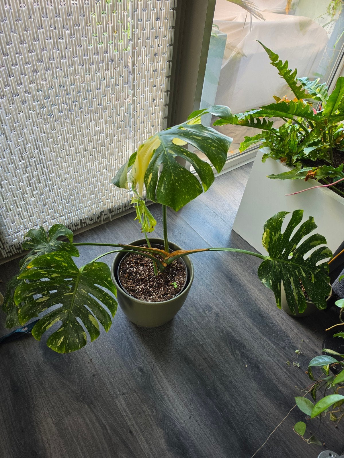 Monstera Thai Constellation - Prachtige Kamerplant, Ophalen, Overige soorten, Halfschaduw, Minder dan 100 cm
