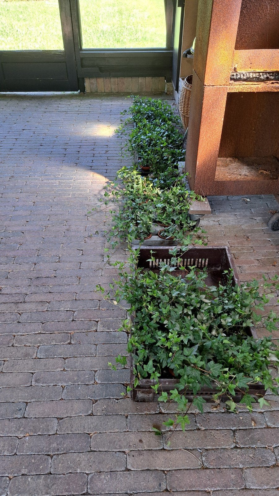 Klimop ( hedera) wintergroen, Ophalen of Verzenden, Bloeit niet, Klimplanten, Halfschaduw