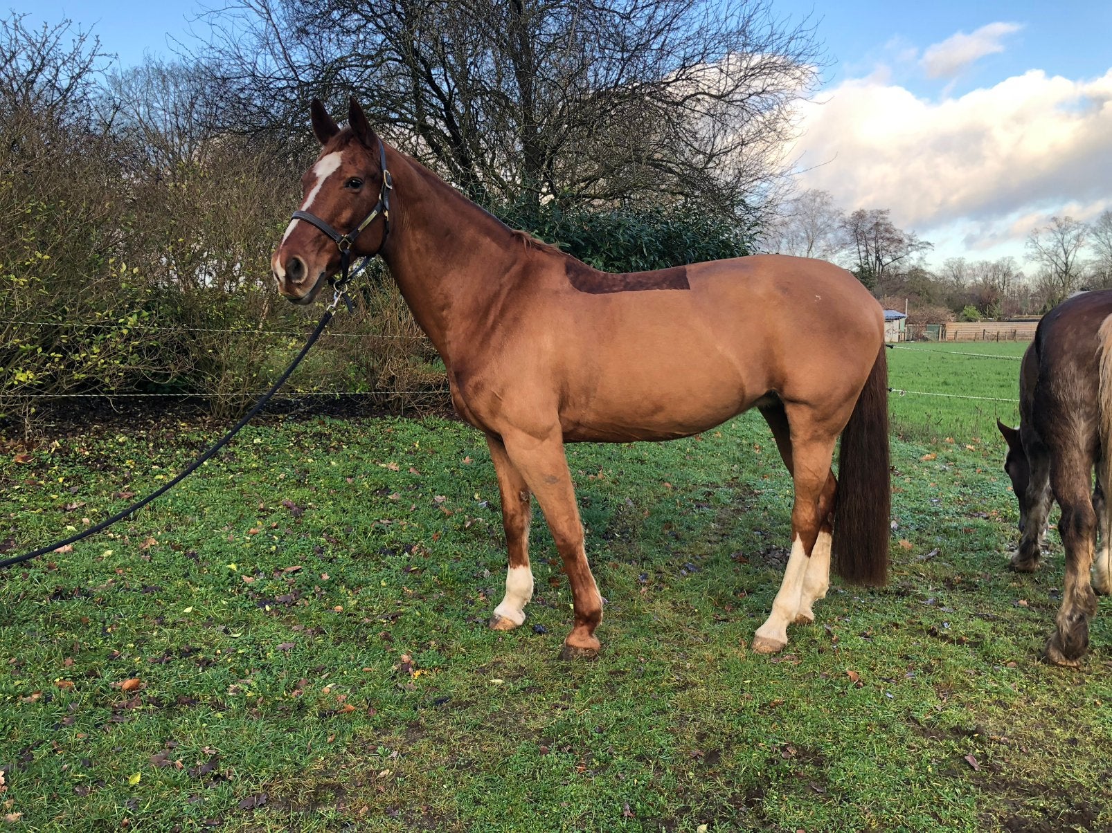 Caprice zoekt forever home, Merrie, 11 jaar of ouder, Met stamboom, B