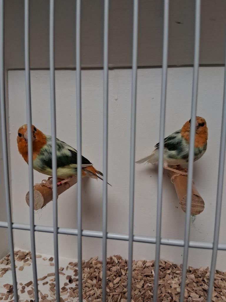 Mooi koppel bonte roodkop papagaai amadines, Meerdere dieren, Kleurkanarie