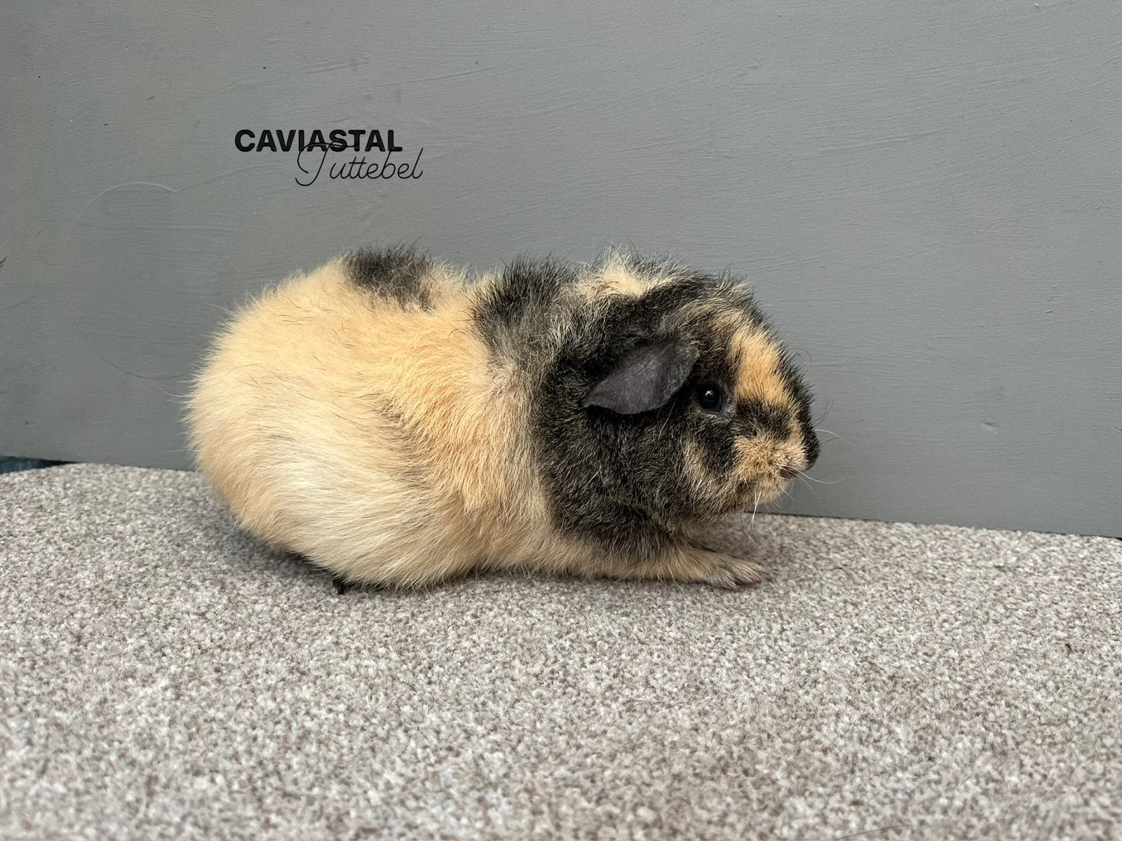 Us teddy, Solid lemonagouti creme beer, Dieren en Toebehoren, Mei, Mannelijk, Cavia