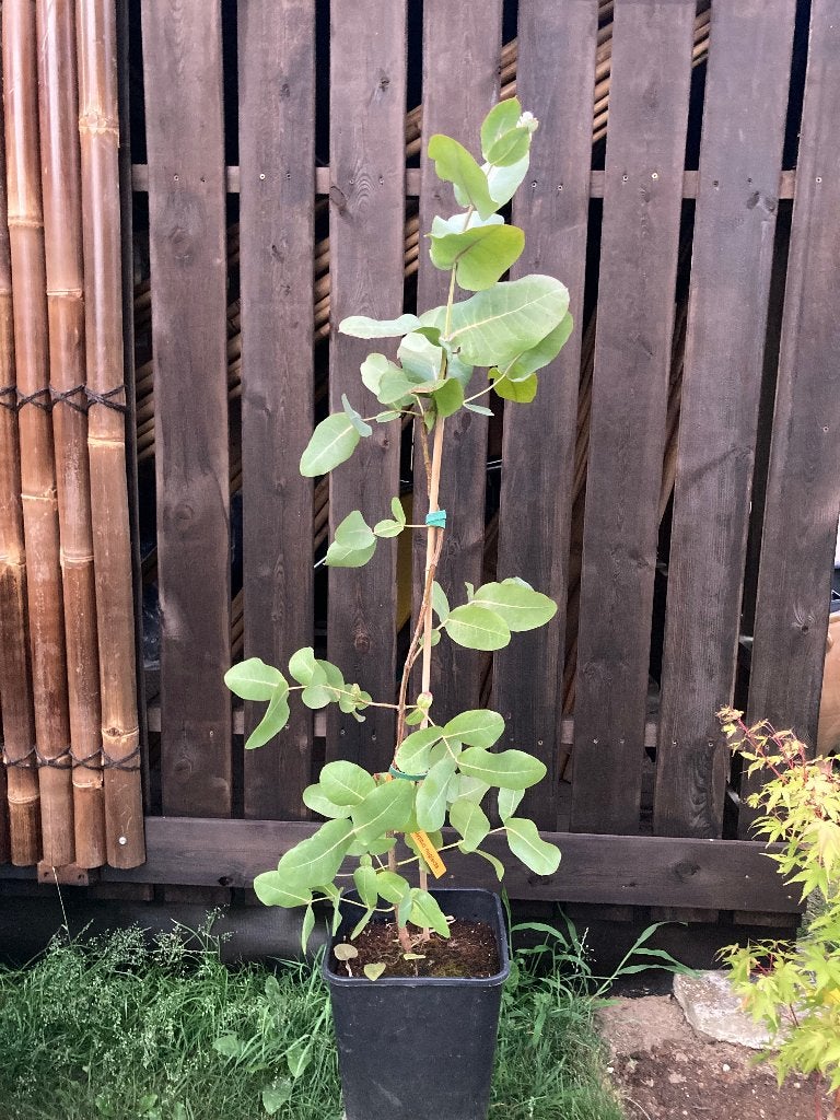 Eucalyptus neglecta, Halfschaduw, Overige soorten, Zomer, 400 cm of meer