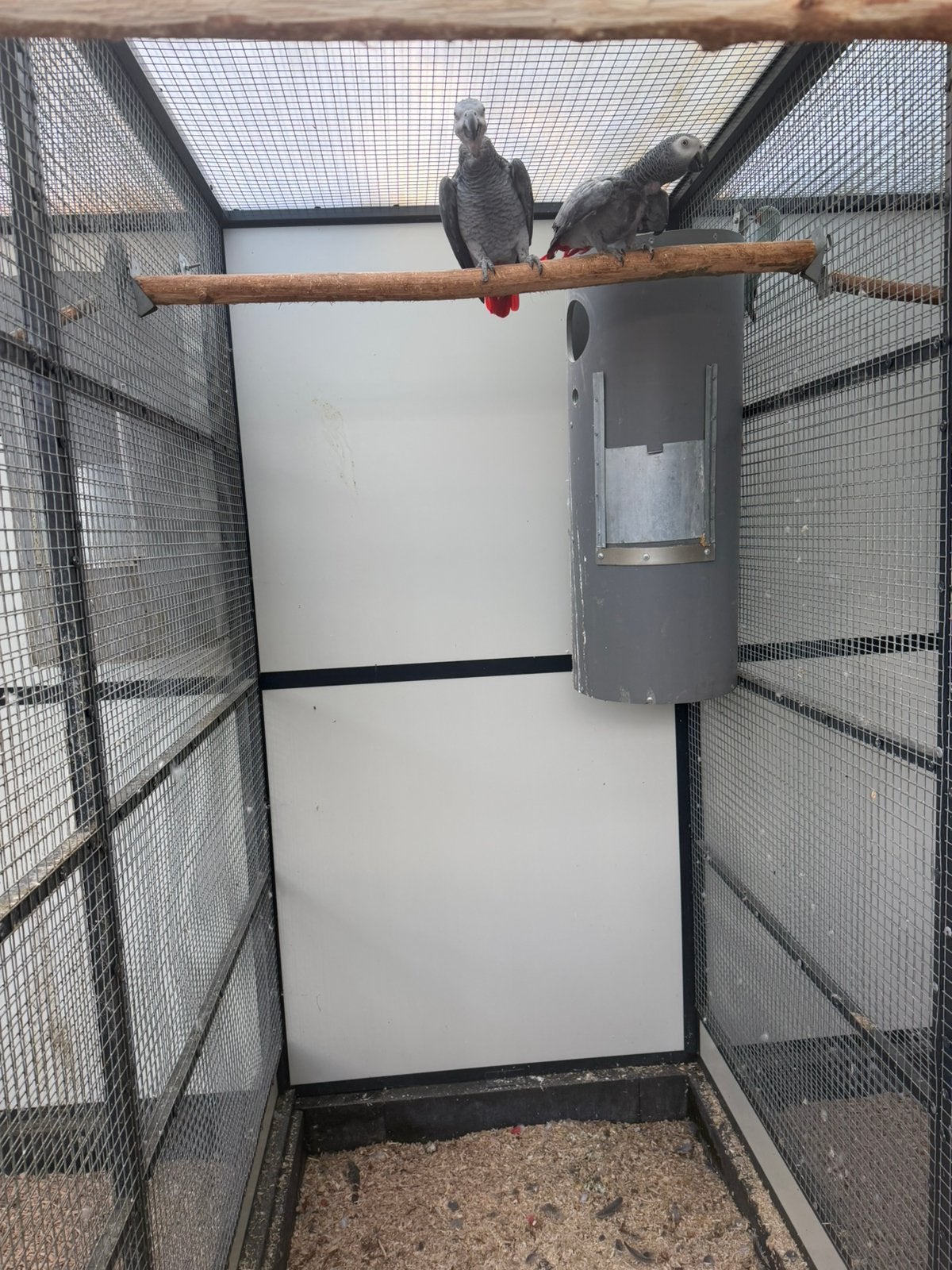 1-1 grijze roodstaarten, Dieren en Toebehoren, Vogels | Parkieten en Papegaaien, Meerdere dieren, Papegaai, Geringd