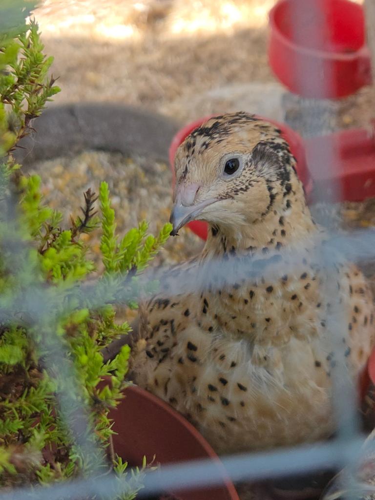 Prachtige wildkleur Japanse kwartels te koop, Dieren en Toebehoren, Pluimvee, Vrouwelijk, Overige soorten