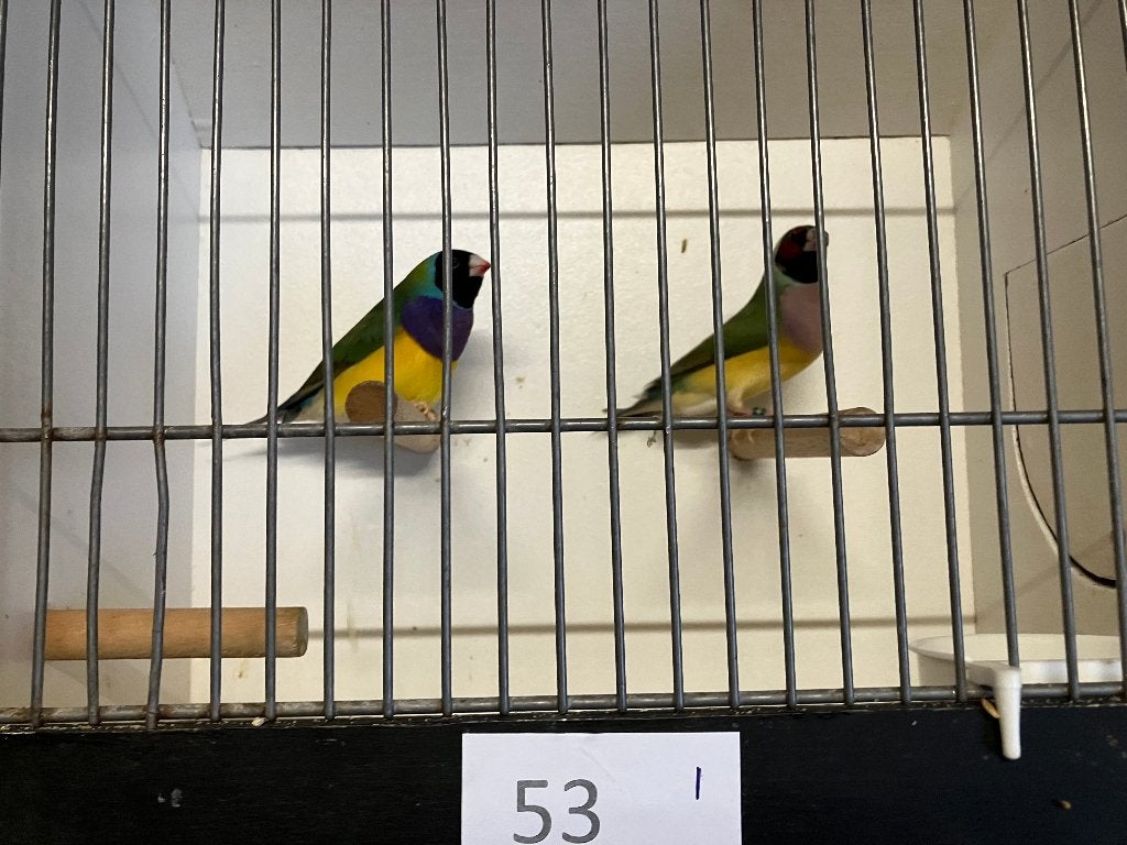 Koppels Gouldamadines, Dieren en Toebehoren, Meerdere dieren, Tropenvogel, Geringd
