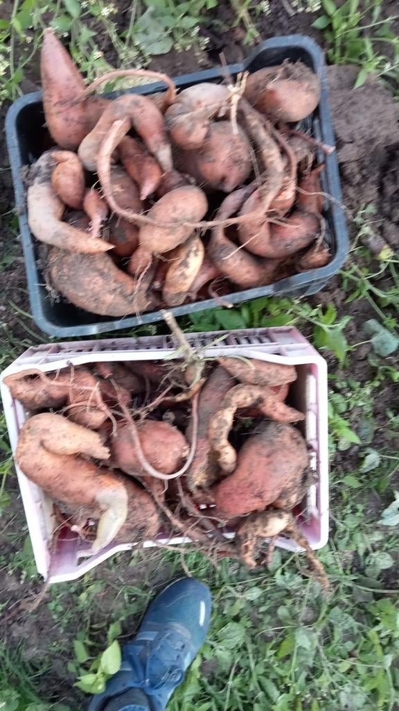 zoete aardappel stekjes, Ophalen, Volle zon, Groenteplanten, Eenjarig