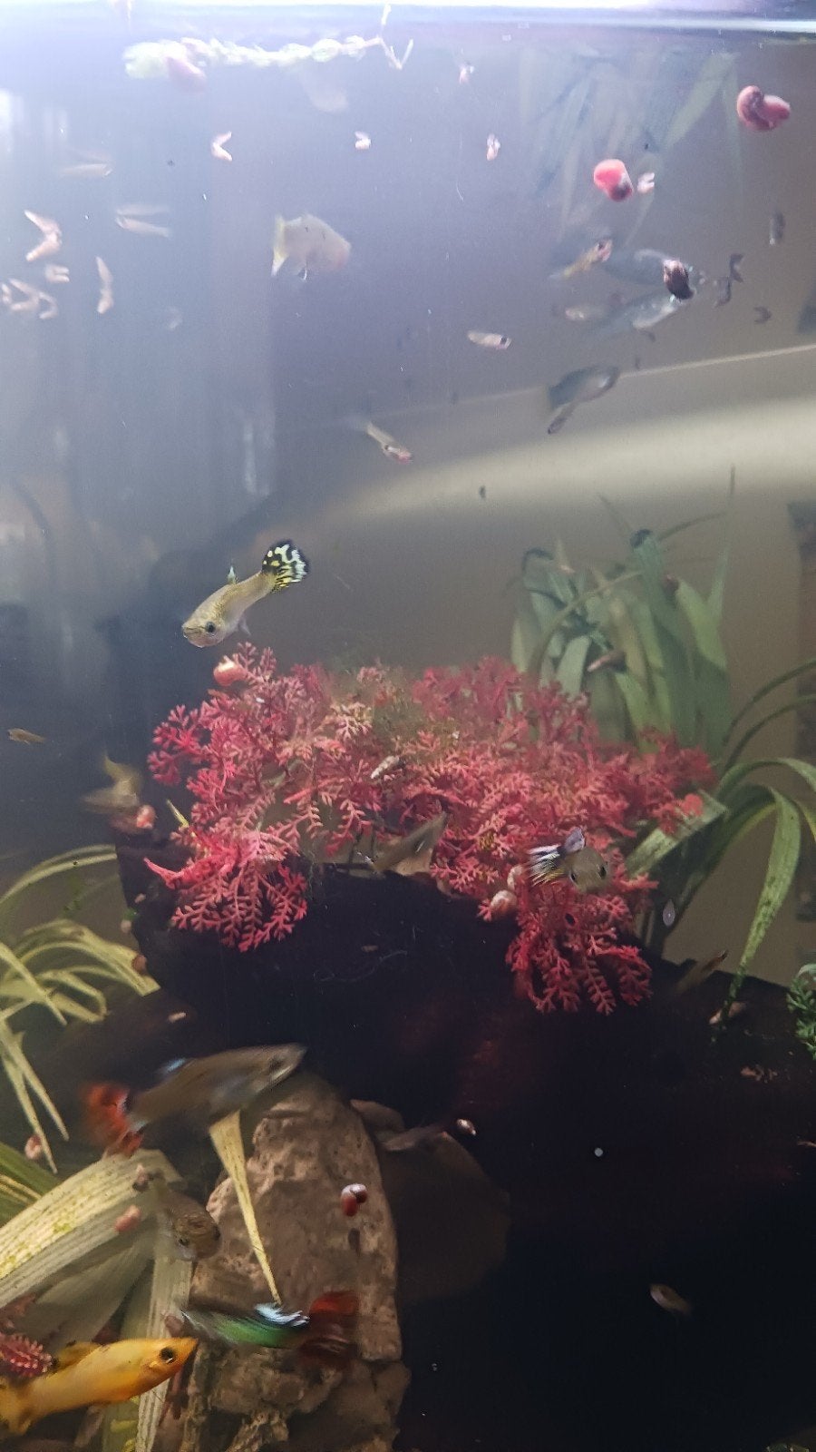 guppies Tekoop, Dieren en Toebehoren, Vis