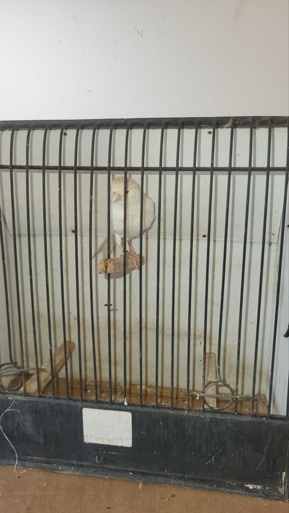 2 poppen, Dieren en Toebehoren, Vogels | Kanaries, Vrouwelijk, Kleurkanarie