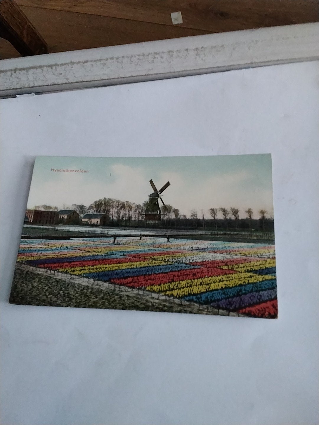 LISSE. HYACINTEN VELDEN. met molen, Ophalen of Verzenden, Voor 1920, Zuid-Holland