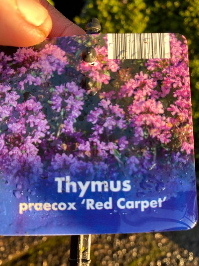 Thymus praecox 'Red Carpet' - Bodembedekker, Ophalen, Bodembedekkers, Volle zon, Vaste plant