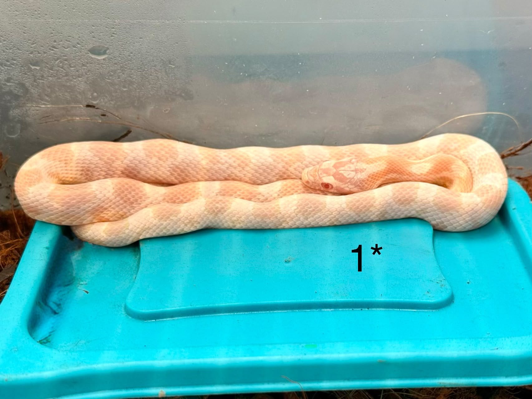 8x Rattenslangen Snow (Pantherophis guttatus) Corn Snake - unknown for sale from Lars Vermeeren