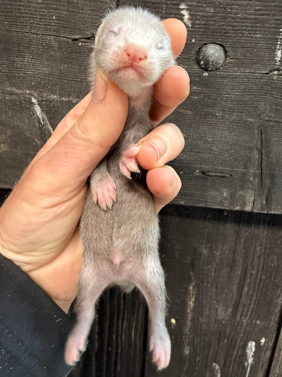 Fret, jonge fret, fretten pup, Mei, Mannelijk