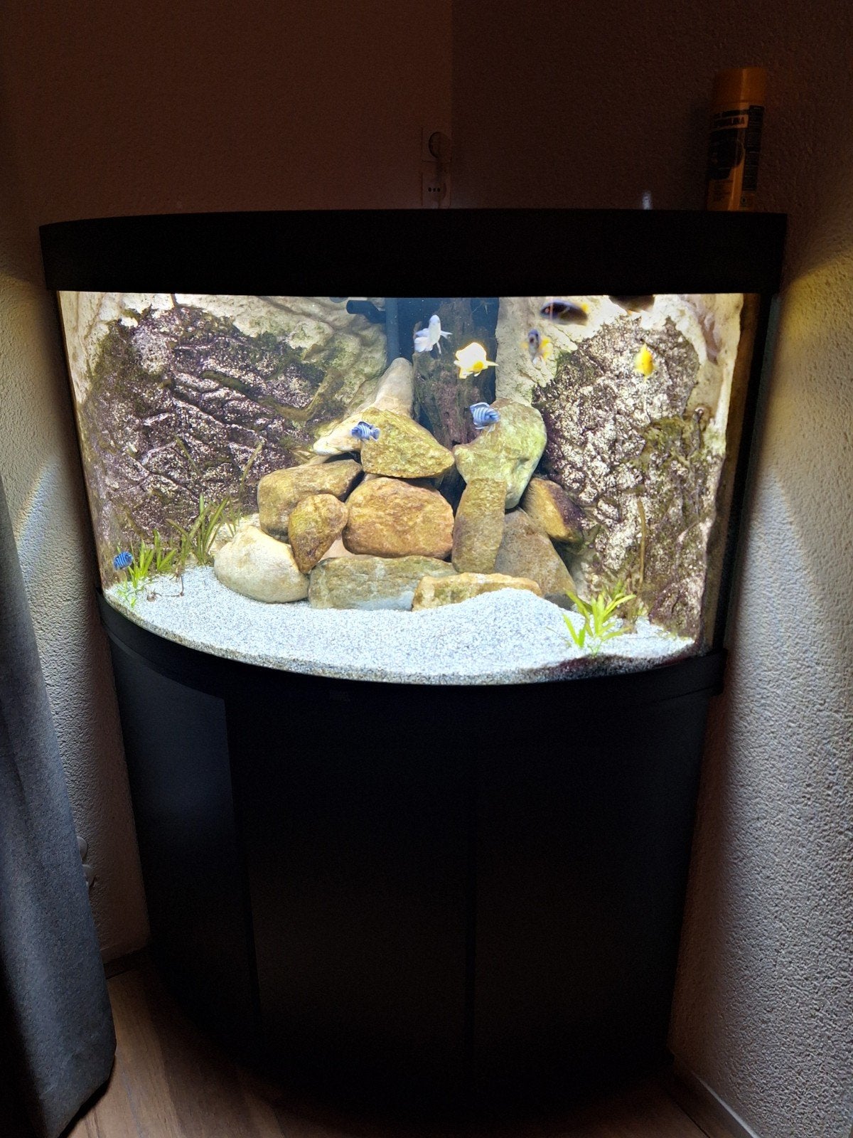 gezocht zwart juwel trigon 350 led hoekaquarium, Dieren en Toebehoren, Ophalen, Zo goed als nieuw, Leeg aquarium