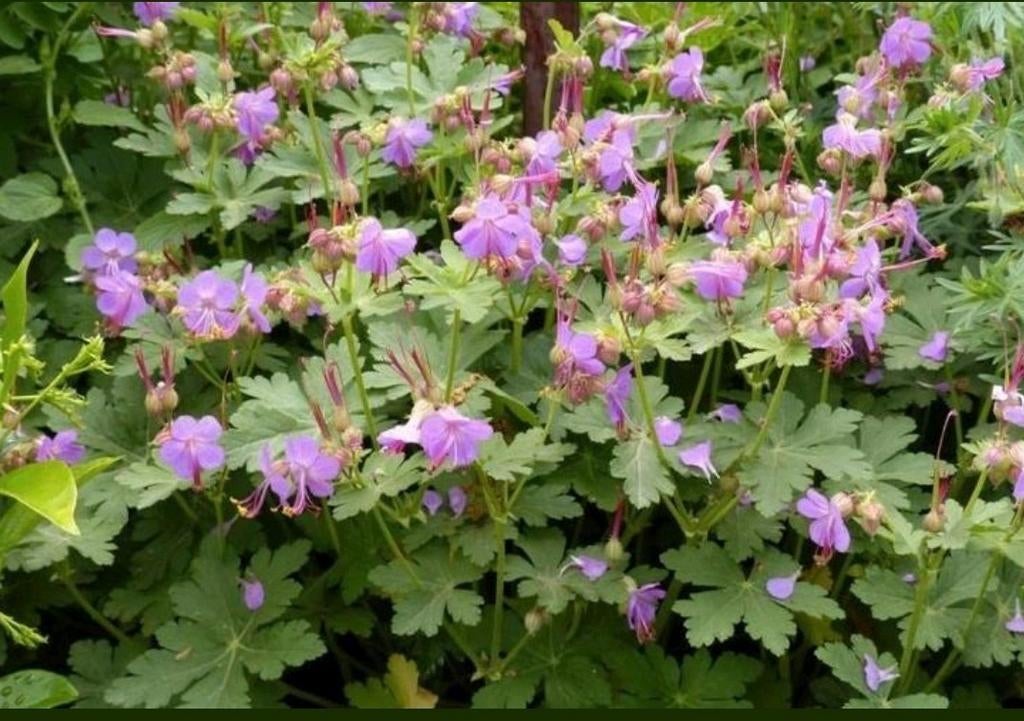 Ooievaarsbek (Geranium) - Paarse bloemen, Ophalen of Verzenden, Overige soorten, Halfschaduw