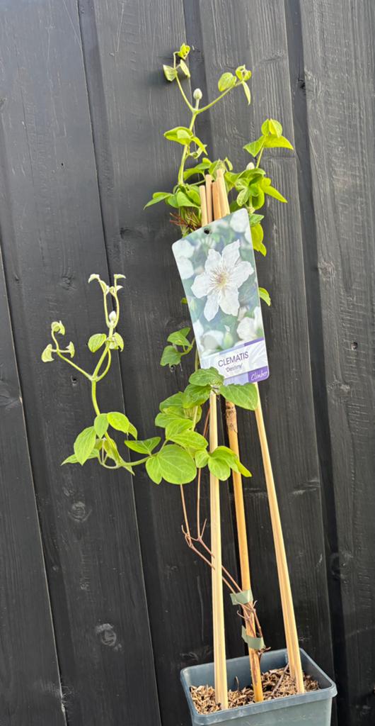 Clematis, Tuin en Terras, Planten | Tuinplanten, Ophalen, Klimplanten, Halfschaduw