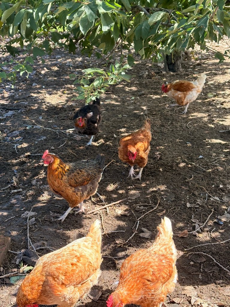 10 kippen, Dieren en Toebehoren, Vrouwelijk