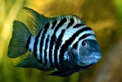 Op zoek naar een koppel zebra chichliden, Dieren en Toebehoren, Vissen | Aquariumvissen, Vis