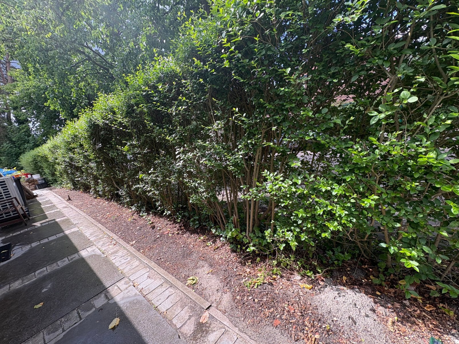 Gratis heg, Ophalen of Verzenden, Overige soorten, Haag, 100 tot 250 cm