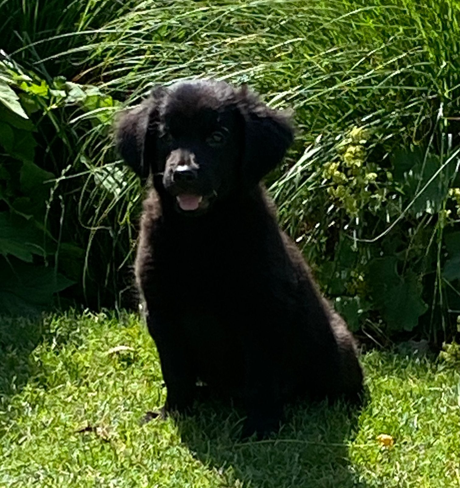 Hele mooie GOLDEN RETRIEVER x FRIESE STABIJ  pups - teefjes, Parvo, Nederland, 8 tot 15 weken, Meerdere