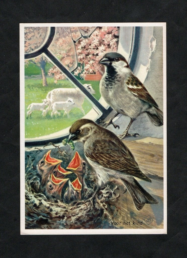 Mussen Passer Domesticus Nestje Mussen Lammetjes., Ophalen of Verzenden, 1960 tot 1980, Ongelopen, Vogel