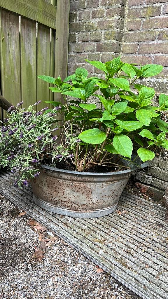 Zinken teil - met inhoud, Ophalen, Vaste plant