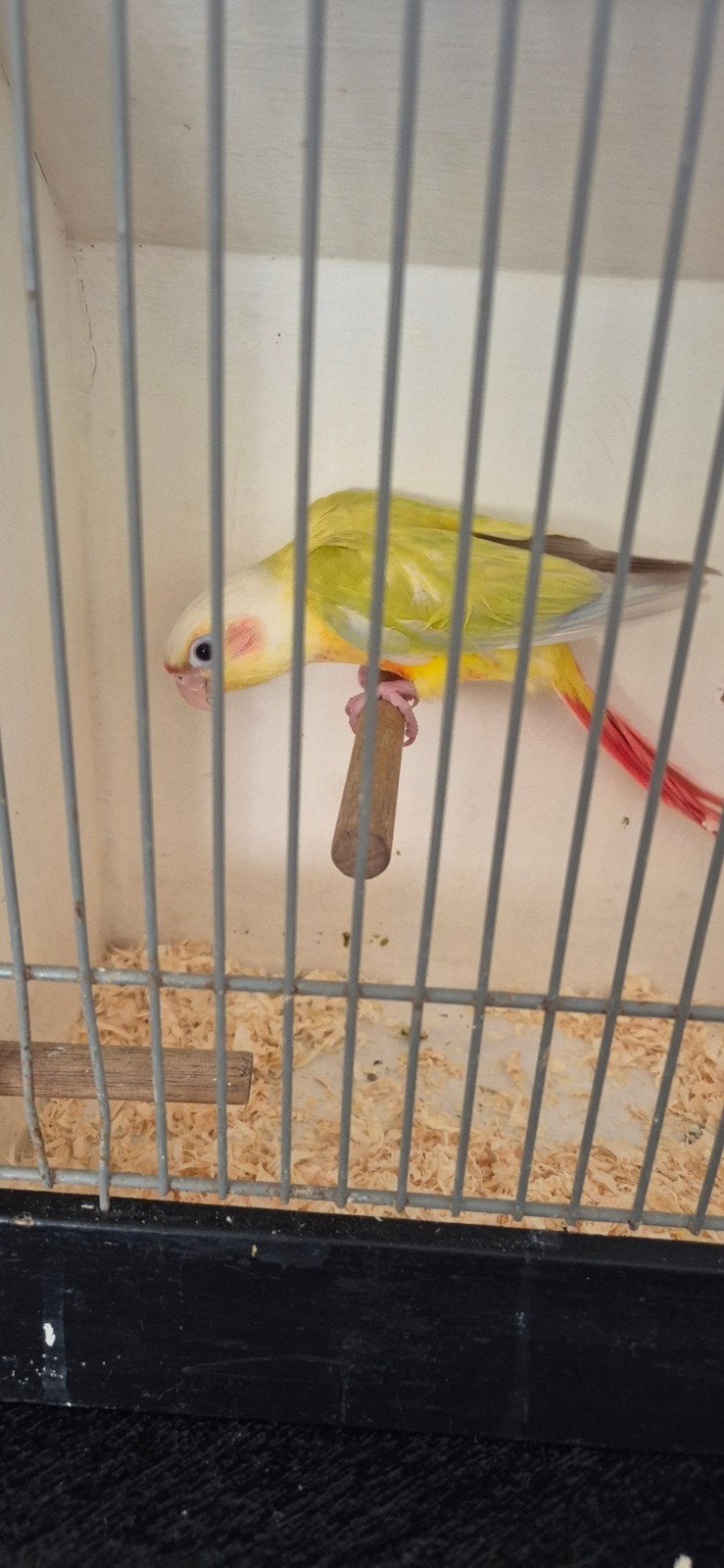 pyrrhura suncheek 9 weken, Dieren en Toebehoren, Geslacht onbekend, Parkiet