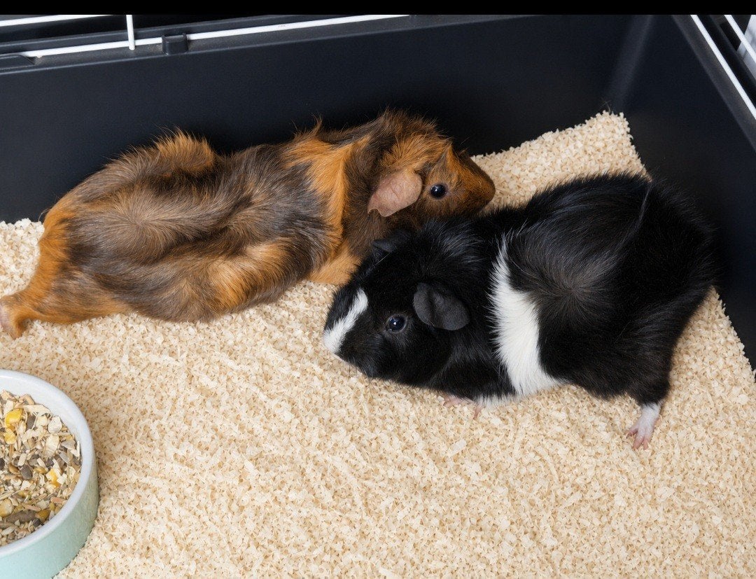 2 cavia's bijna 1 jaar oud., Dieren en Toebehoren, Knaagdieren, Mannelijk, Cavia, Juni