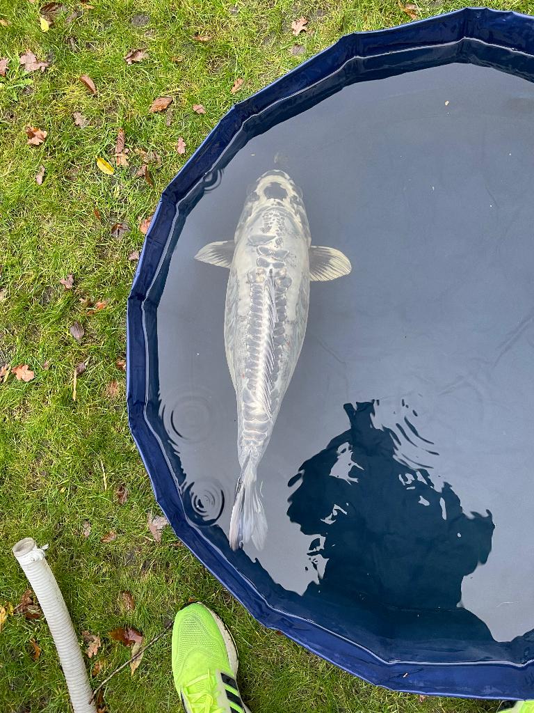 Kikokuryu Japanse koi, Karper of Koi