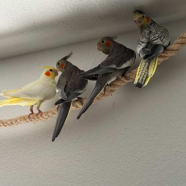 Jonge valkparkieten opgegroeid in onze huiskamerflock, Dieren en Toebehoren, Vogels | Parkieten en Papegaaien, Meerdere dieren