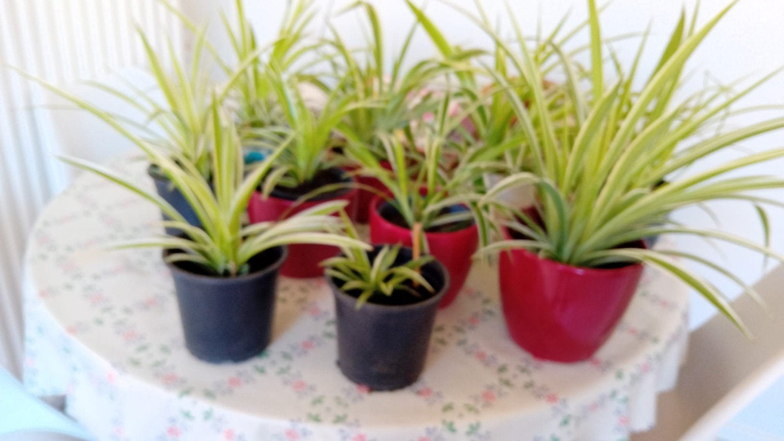 10 jonge kamerplanten (graslelie), Ophalen, Overige soorten, Volle zon