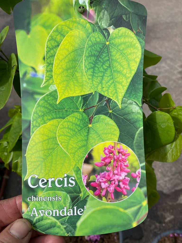 Cercis chinensis 'Avondale' - Judasboom in pot, Tuin en Terras, Overige soorten, Lente, 100 tot 250 cm, Ophalen