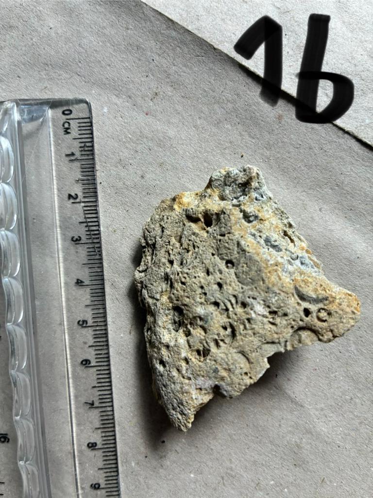 Fossielen, haaientanden, versteend hout, versteende inktvis, Verzamelen, Mineralen en Fossielen, Ophalen of Verzenden, Fossiel