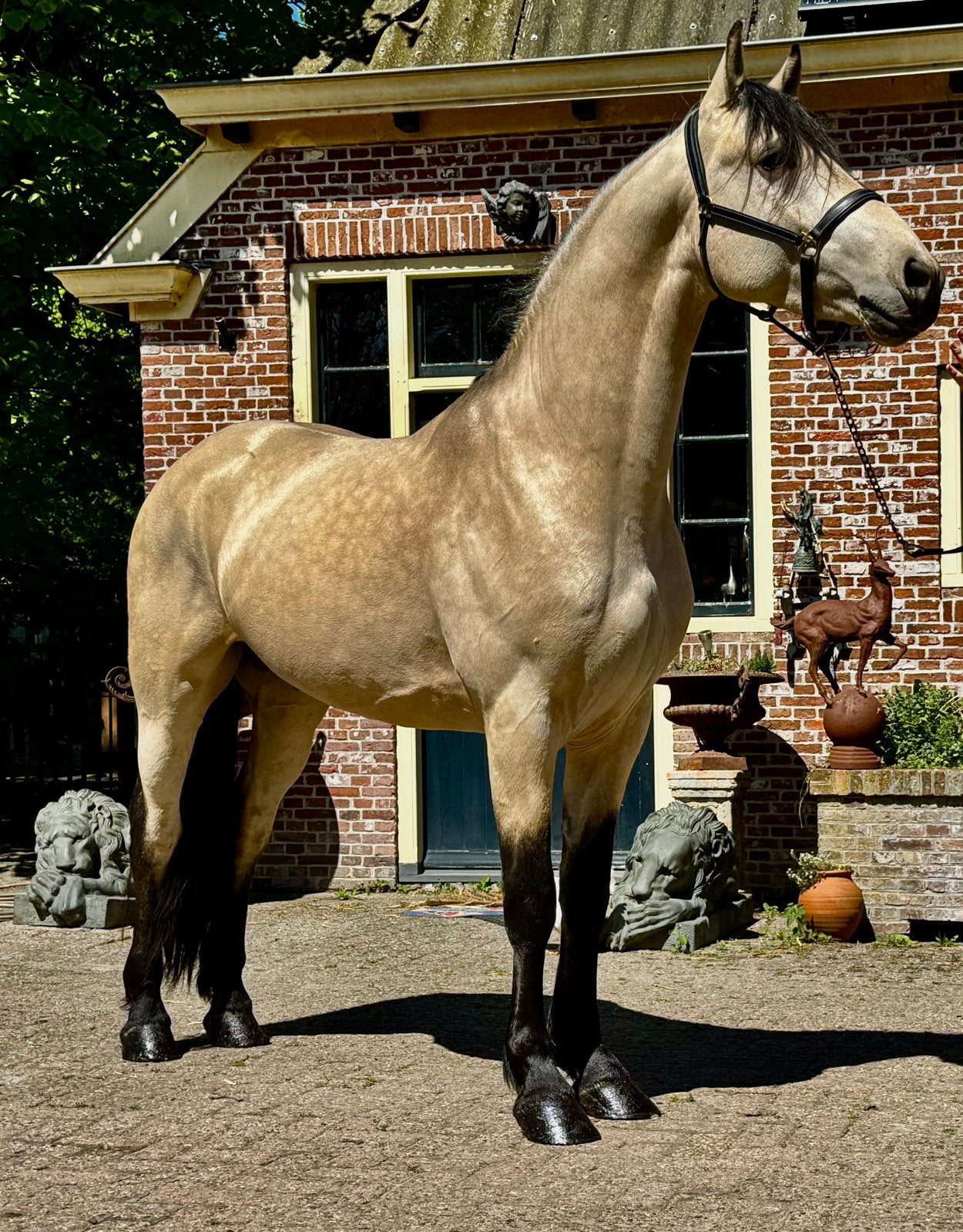 Schitterende gouden Hengst!!, Merrie, B, Dressuurpaard, 3 tot 6 jaar