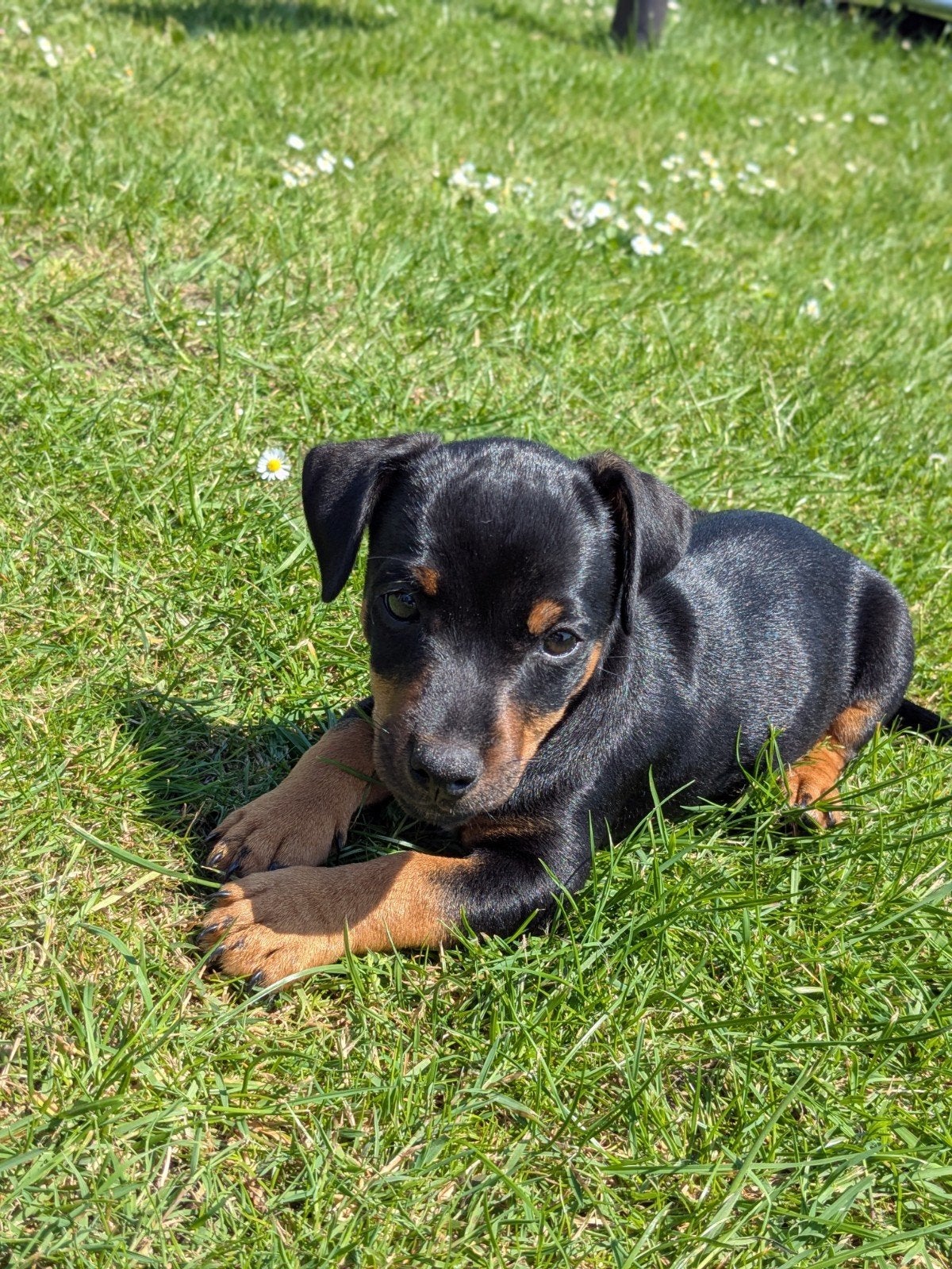Jack Russel pup reu mag nest verlaten, Jack Russell Terriër, Reu, 8 tot 15 weken, Meerdere