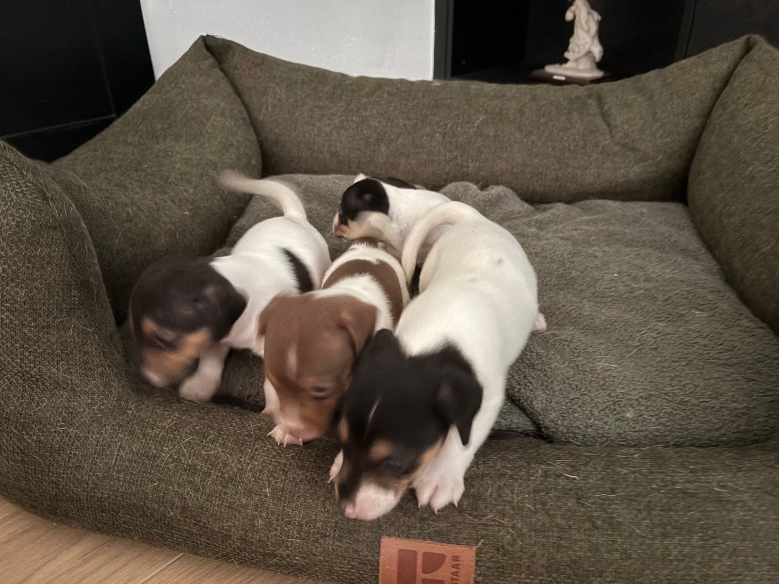 Nog 3 lieve jack russel reutjes zoeken nog warme thuis, België, Particulier, Jack Russell Terriër, Reu