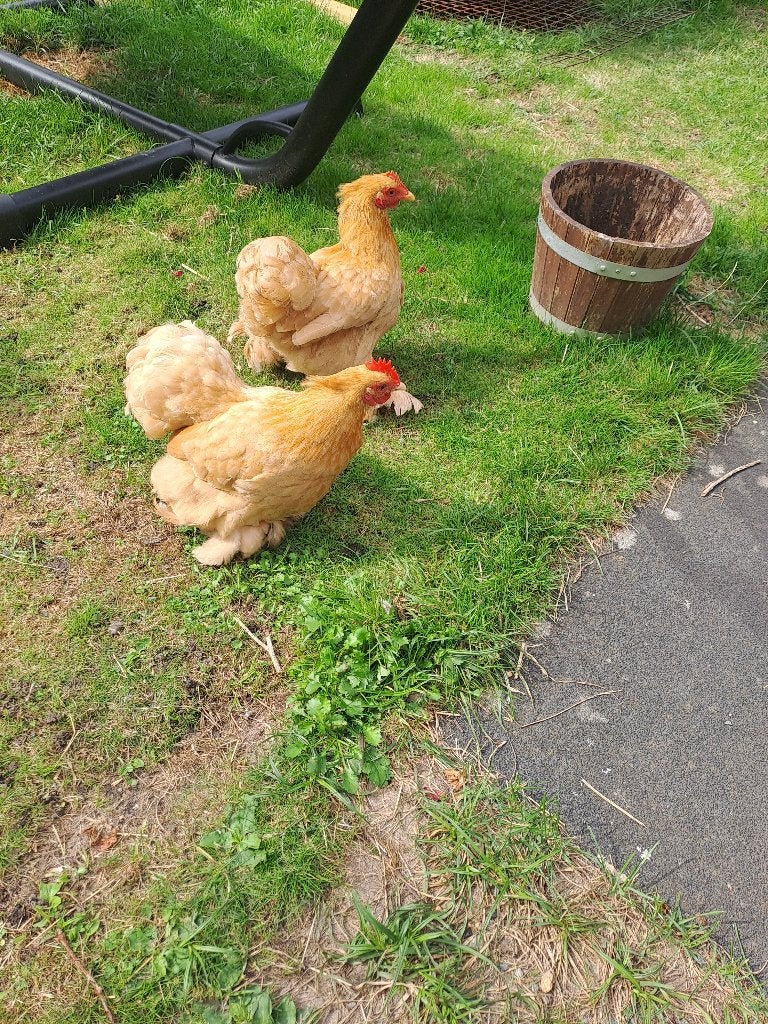 2 bruine leghennen, Dieren en Toebehoren, Pluimvee, Vrouwelijk, Kip