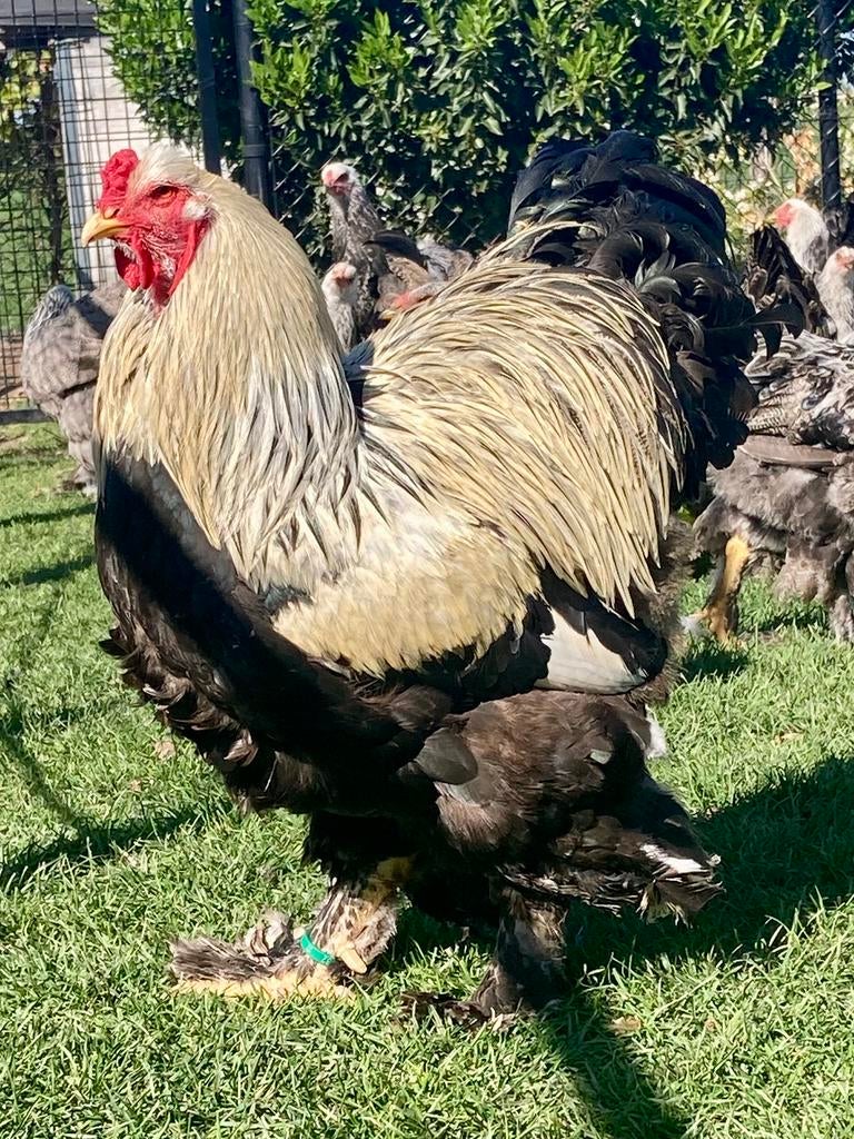 Brahma zilverpatrijs haan, Dieren en Toebehoren, Pluimvee, Mannelijk, Kip