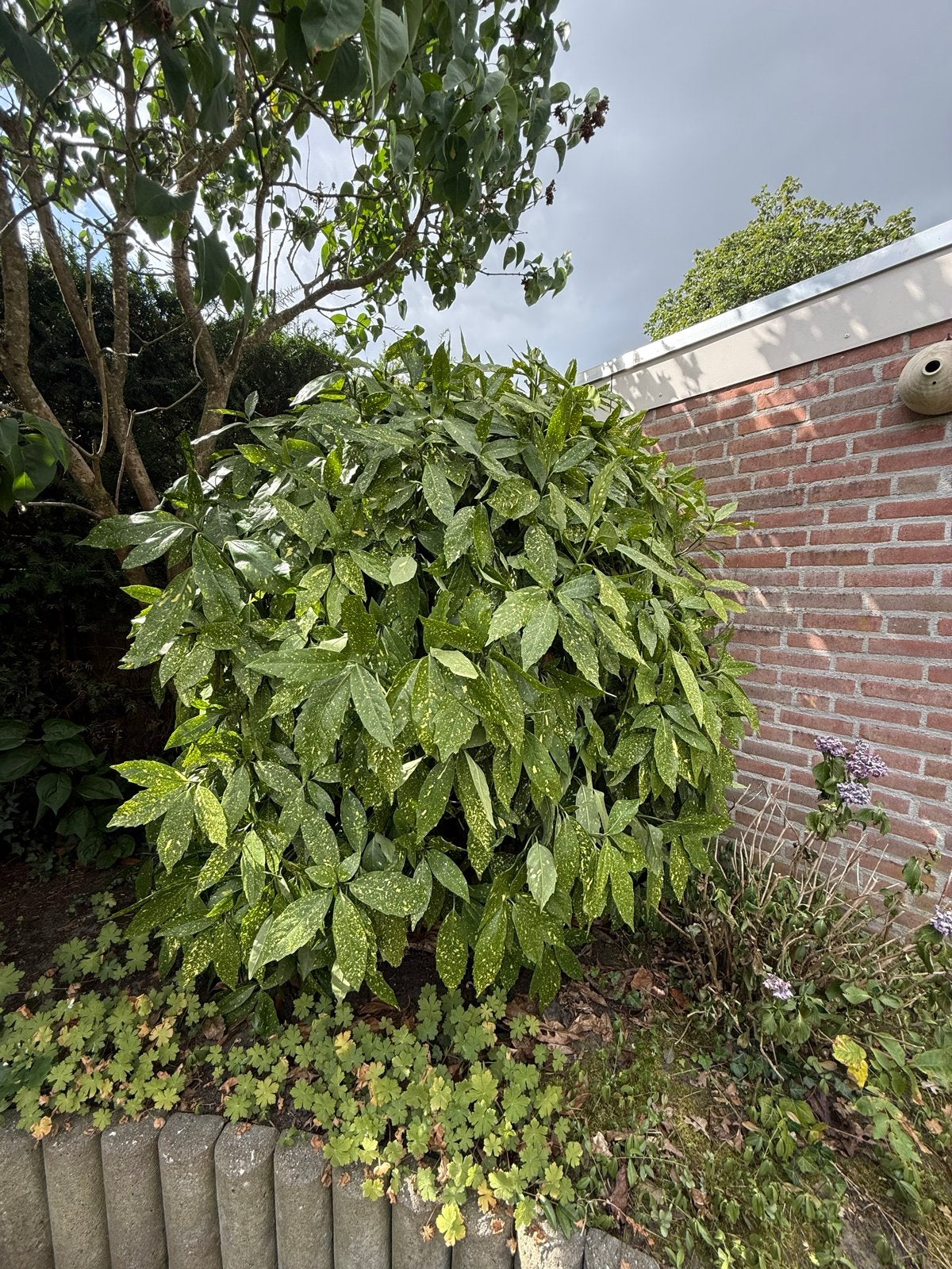 Aucuba of Japanse broodboom - Gratis af te halen, Tuin en Terras, Vaste plant, Bloeit niet, Halfschaduw, Ophalen