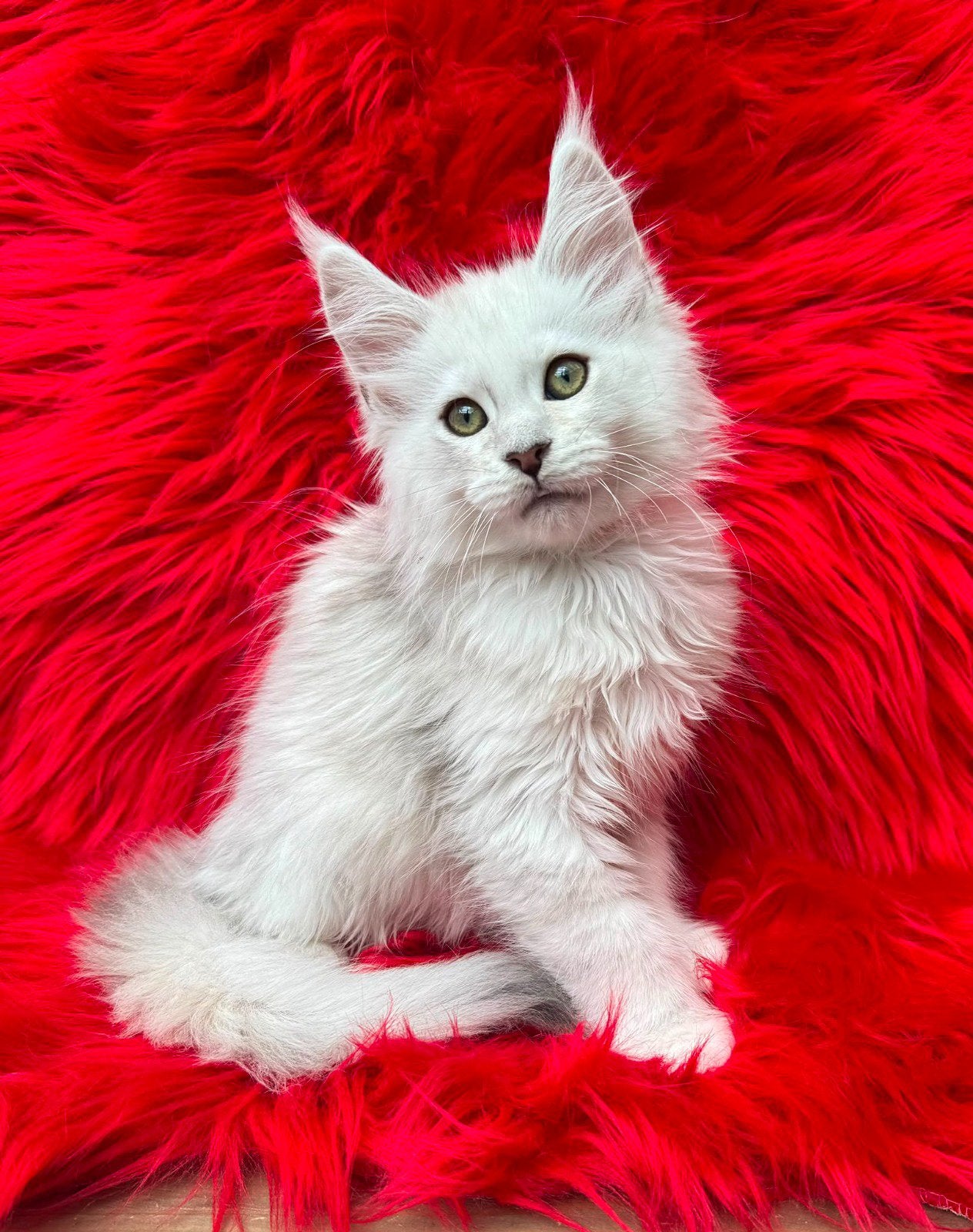 Maine Coon kittens, Meerdere dieren, Met stamboom, 0 tot 2 jaar