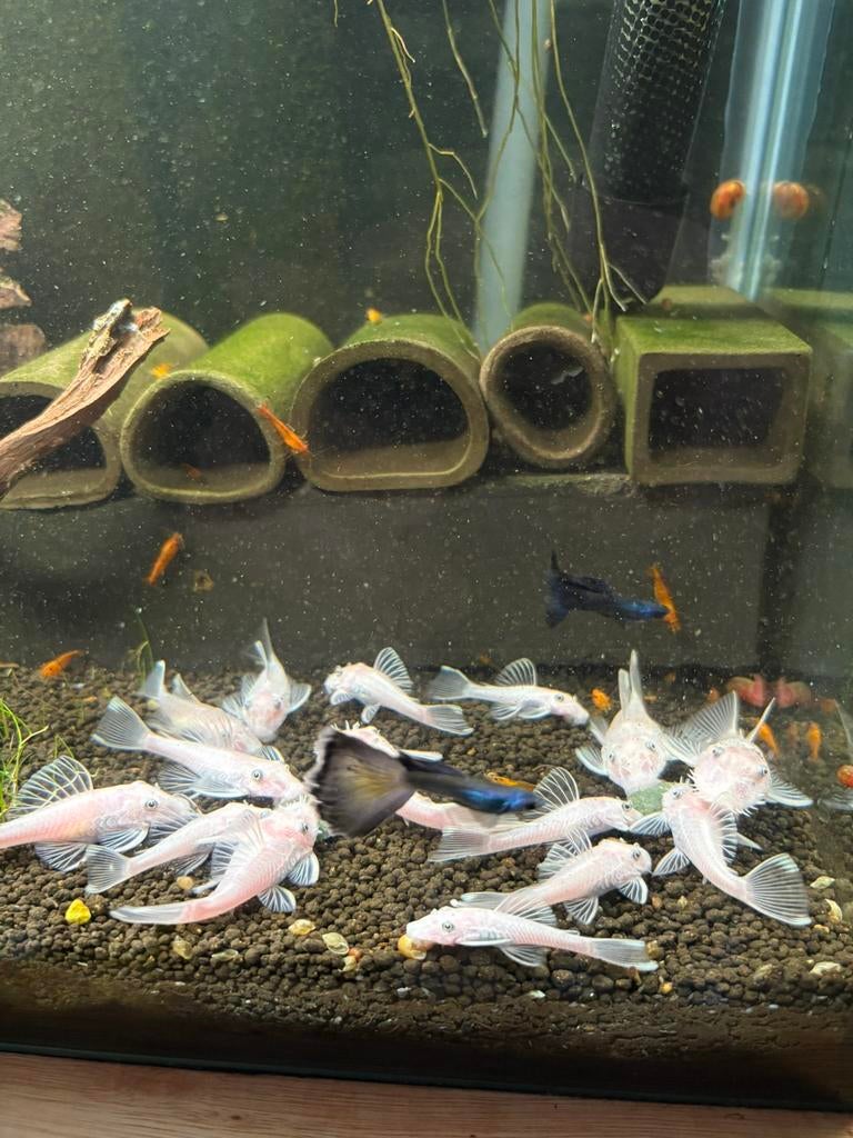 L144 snow white! (Witte algeneters), Vis