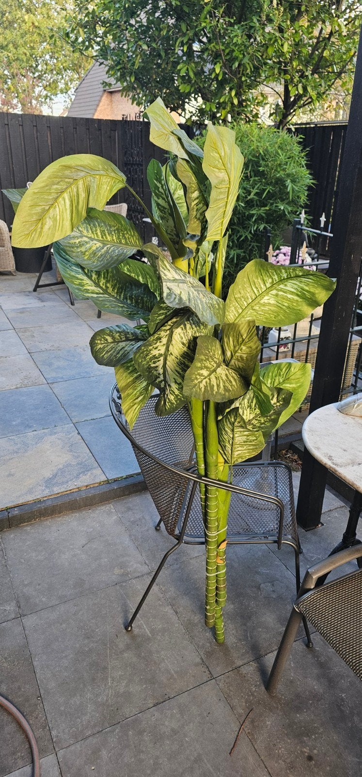 kunstplant Dieffenbachia. 160 cm hoog., Ophalen, 160 cm, Kunstplant, Zo goed als nieuw